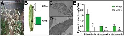 Disruption of Photomorphogenesis Leads to Abnormal Chloroplast Development and Leaf Variegation in <mark class="highlighted">Camellia sinensis</mark>